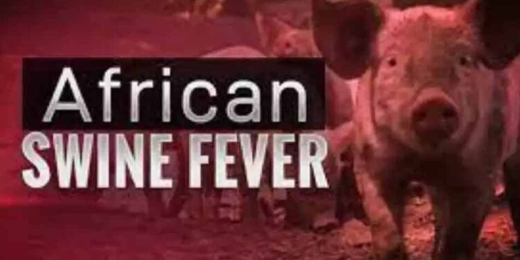 African Swine Flu