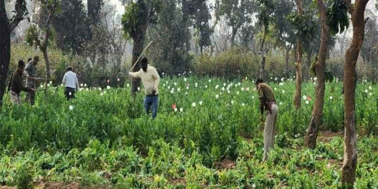 opium cultivation destroyed