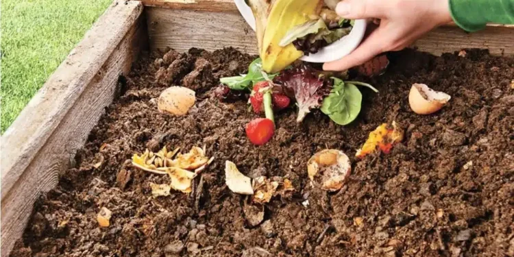 Make organic manure at home, give new life to your plants