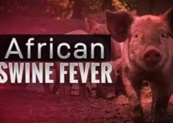 African Swine Flu