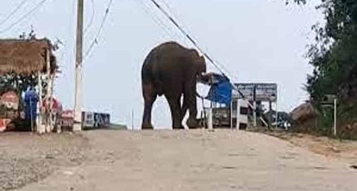 Elephant Chandil Dam