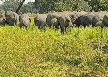 Lohardaga Wild Elephants