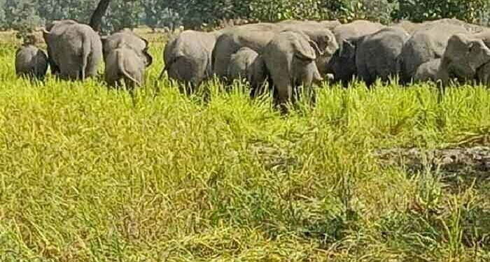 Lohardaga Wild Elephants