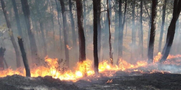 Cashew Forest Fire