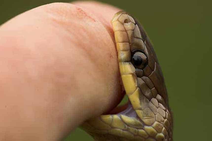 SNAKE BITE