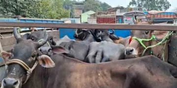 Pickup Vans Filled with Cattle Seized