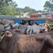 Pickup Vans Filled with Cattle Seized